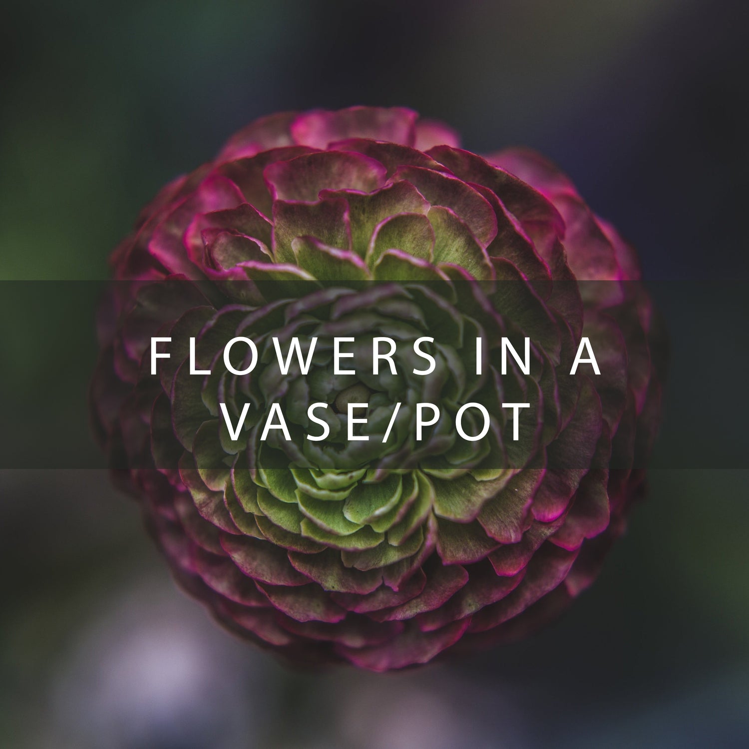 Flowers in a vase/pot