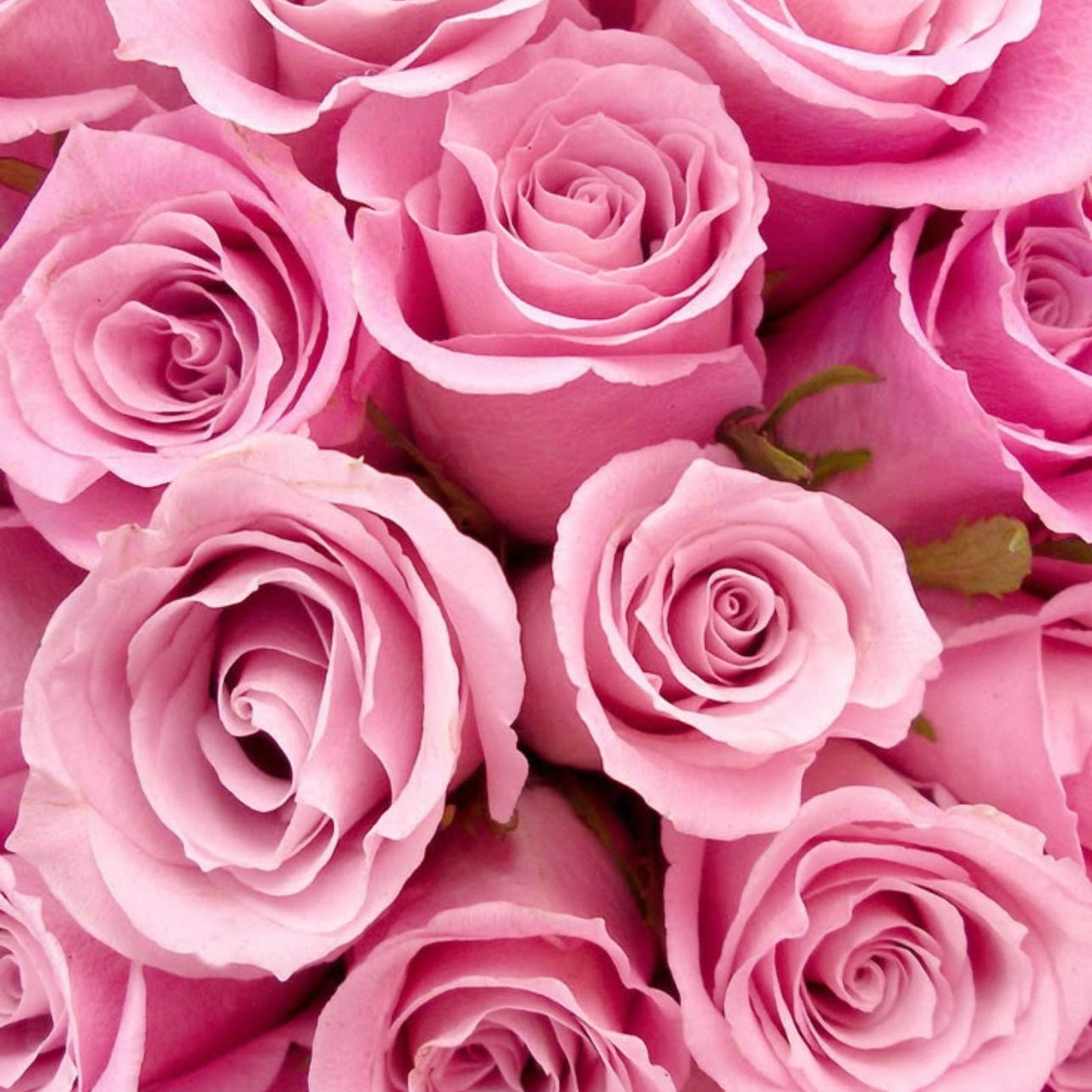 Rose Bouquet “Pink”