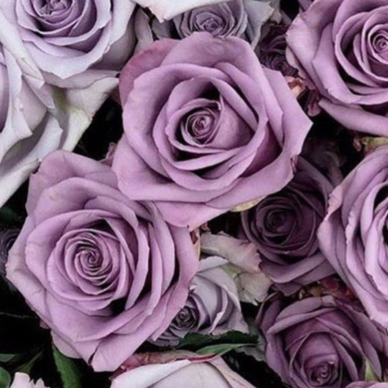 Rose Bouquet “Lavender”