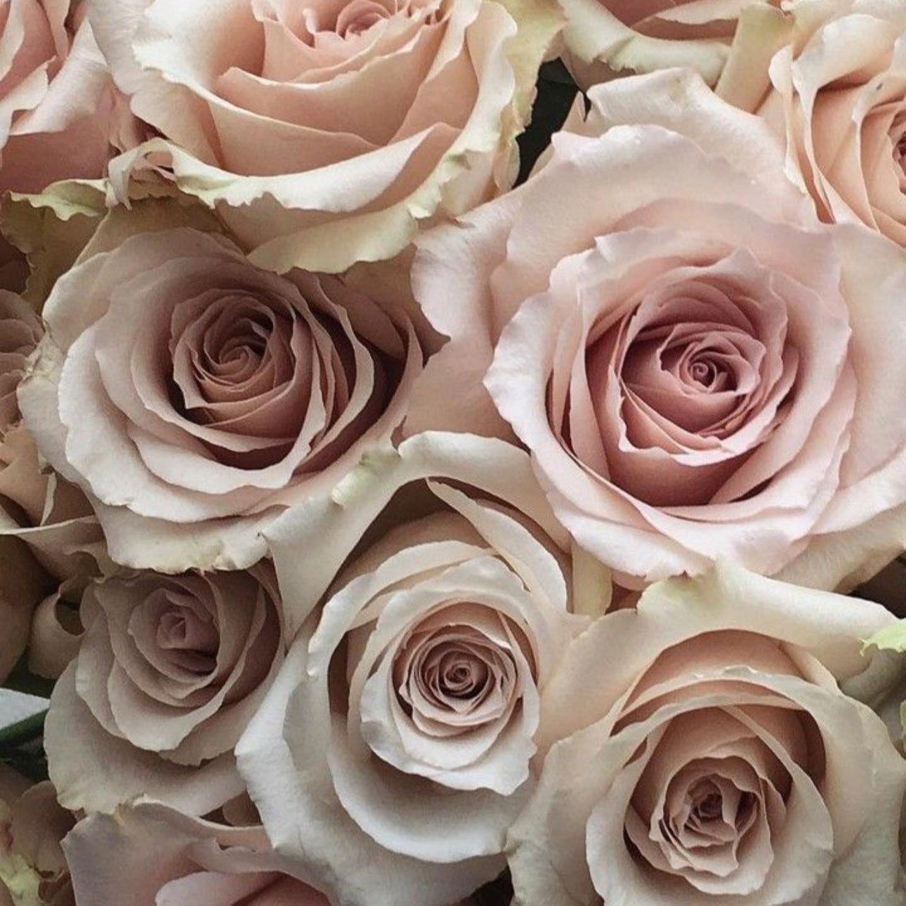 Rose Bouquet “Pale Pink”