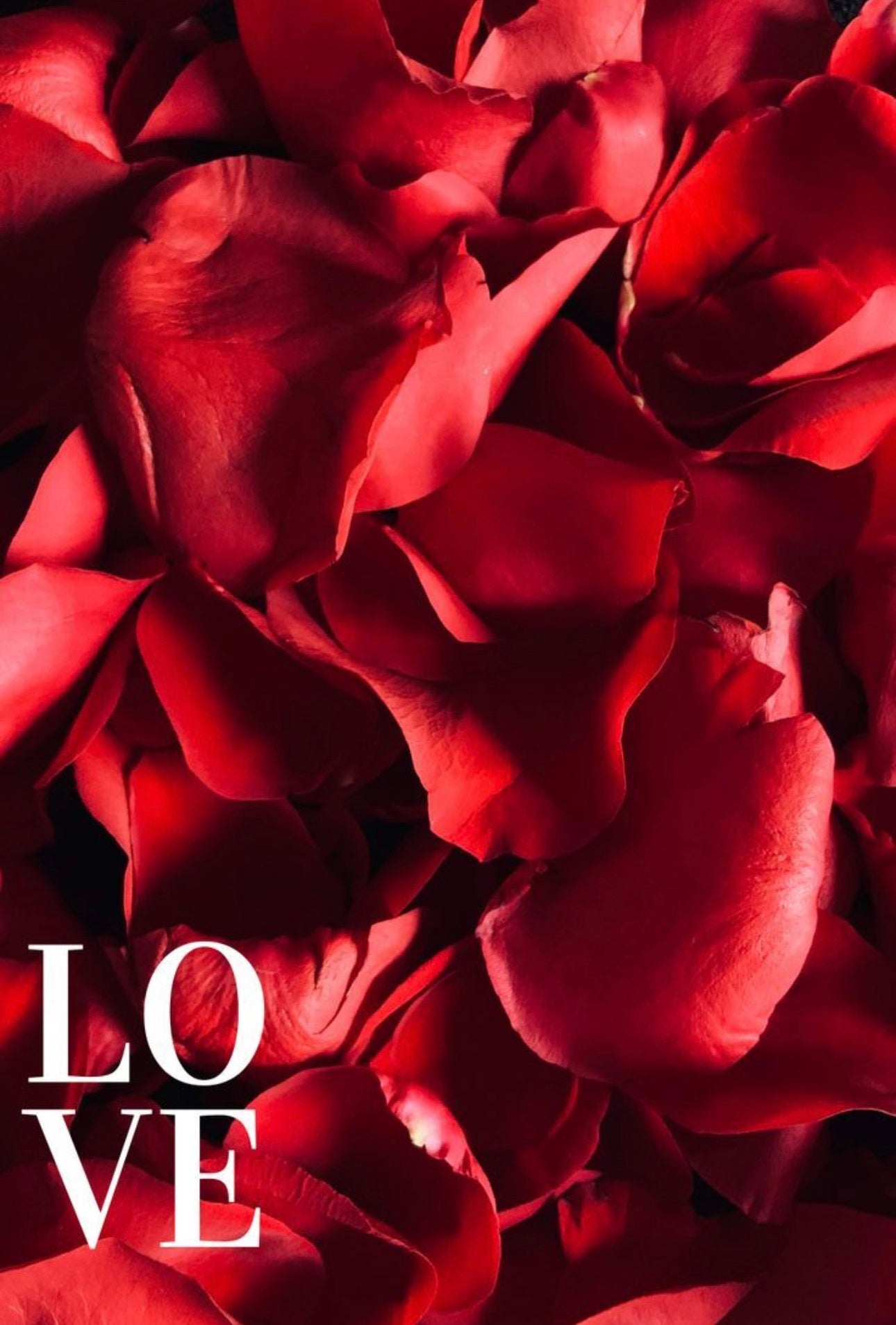 Red Rose Petals