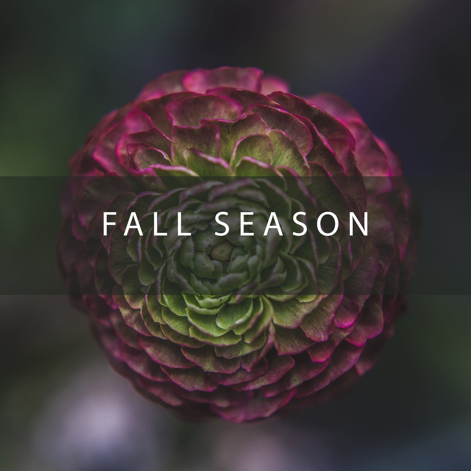 Fall season