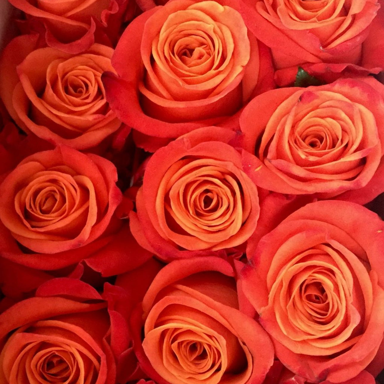 Rose Bouquet “Orange”