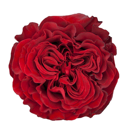 Garden Rose Bouquet “Red”