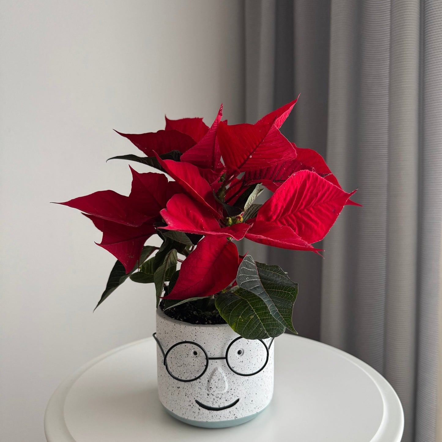 Poinsettia in a pot